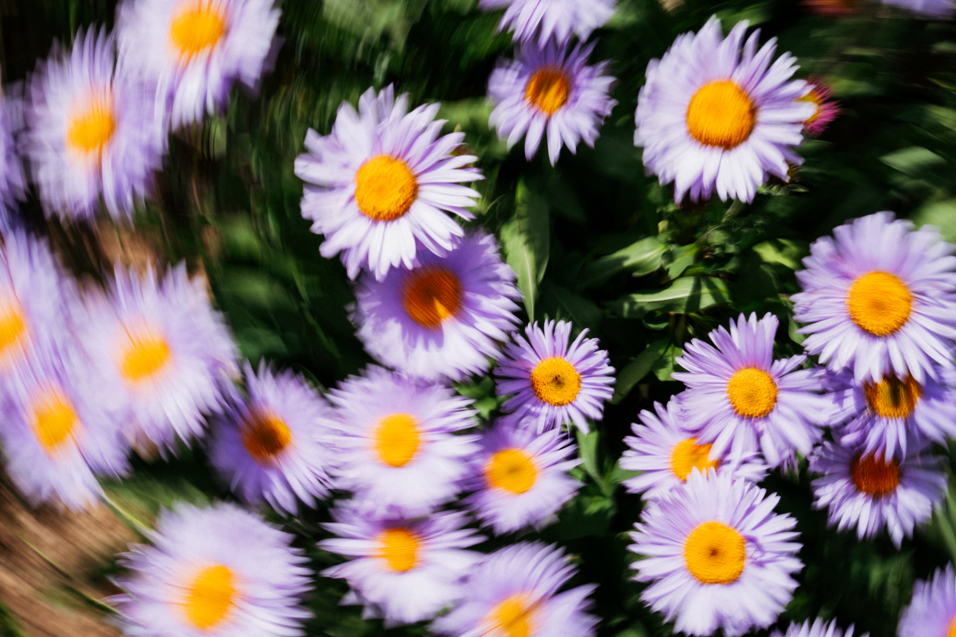 The North Face Flora Alpina hero banner